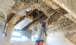 Why You Should Choose Our Mold Remediation Services in Lake Camelot, IL